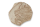 AquaKeramik Planting plate irregular shape ca. 8 cm