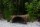 AquaKeramik T-shaped clay tunnel with 3 exits Axolotl cave very large