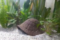 Axolotl Cave Clay Turtle Igloo Turtle Igloo Morla