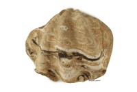 Igloo cave Axolotl cave Tridacna - giant clam