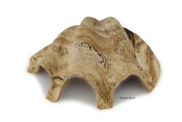 Igloo cave Axolotl cave Tridacna - giant clam