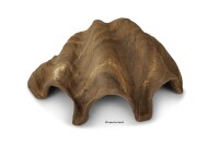 Igloo cave Axolotl cave Tridacna - giant clam