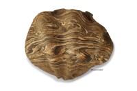 Igloo cave Axolotl cave Tridacna - giant clam