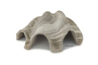 Igloo cave Axolotl cave Tridacna - giant clam
