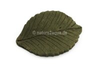 Deco clay Common beech leaf for Aquarium