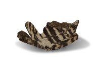 Clay Feeding bowl maple leaf for aquarium