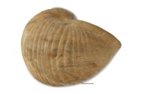 Igloo Cave Snail Shell Iris