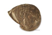 Igloo Cave Snail Shell Iris