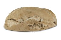Igloo Cave Snail Shell Iris