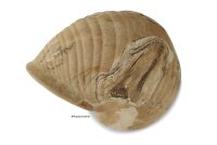 Igloo Cave Snail Shell Iris