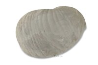 Igloo Cave Snail Shell Iris