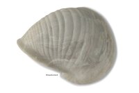 Igloo Cave Snail Shell Iris