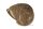 Igloo Cave Snail Shell Iris