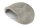 Igloo Cave Snail Shell Iris