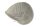 Igloo Cave Snail Shell Iris