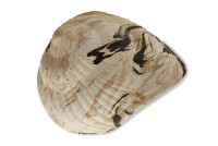 Igloo Cave Snail Shell with Top