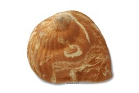 Igloo Cave Snail Shell with Top
