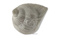 Igloo Cave Snail Shell with Top