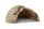 Igloo Cave Snail Shell with Top