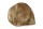 Igloo Cave Snail Shell with Top