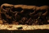 Hole Rock Juvenile Fish Rock Shrimp Rock Clay Large