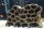 Hole Rock Juvenile Fish Rock Shrimp Rock Clay Large
