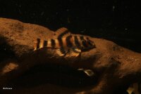 Hole Rock Juvenile Fish Rock Shrimp Rock Clay Small