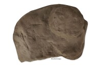 Stone cave ,Robin made of clay Entrance suitable for axolotl