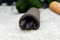 Catfish tube Spawning tube Clay tube open throughout