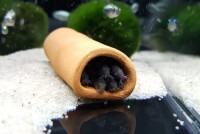Catfish tube Spawning tube Clay tube open throughout