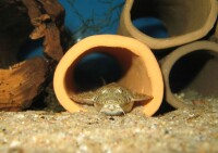 Catfish tube Spawning tube Clay tube open throughout