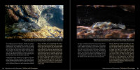 Bristlenose Catfishes: The Plecos of the Genus Ancistrus