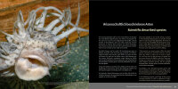 Bristlenose Catfishes: The Plecos of the Genus Ancistrus