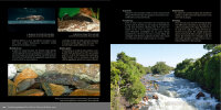 Bristlenose Catfishes: The Plecos of the Genus Ancistrus