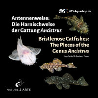 Bristlenose Catfishes: The Plecos of the Genus Ancistrus