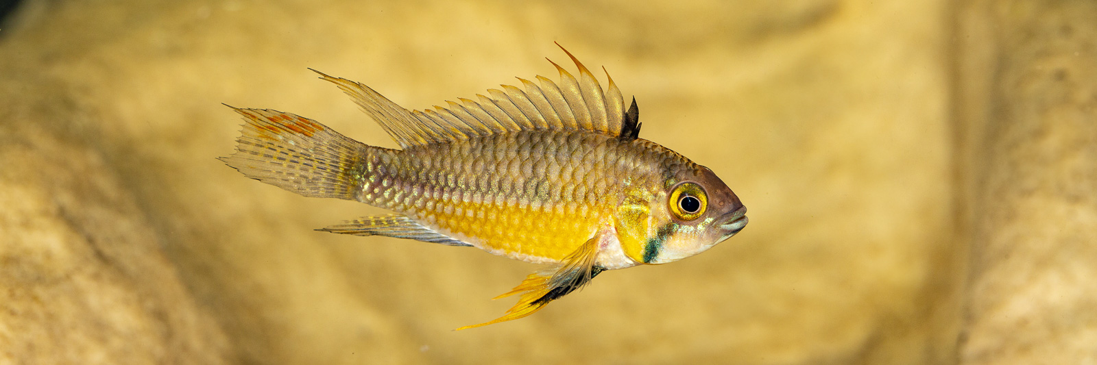 Apistogramma cacatuoides