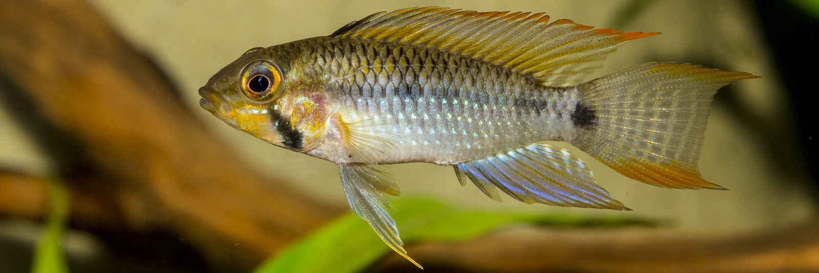 Apistogramma steindachneri