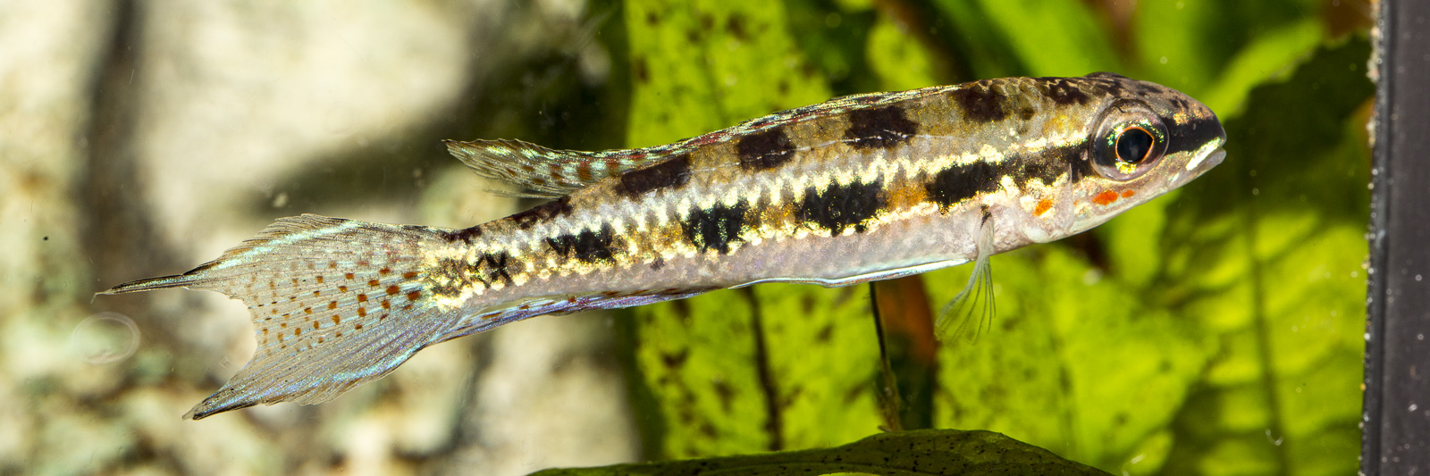 Dicrossus filamentosus