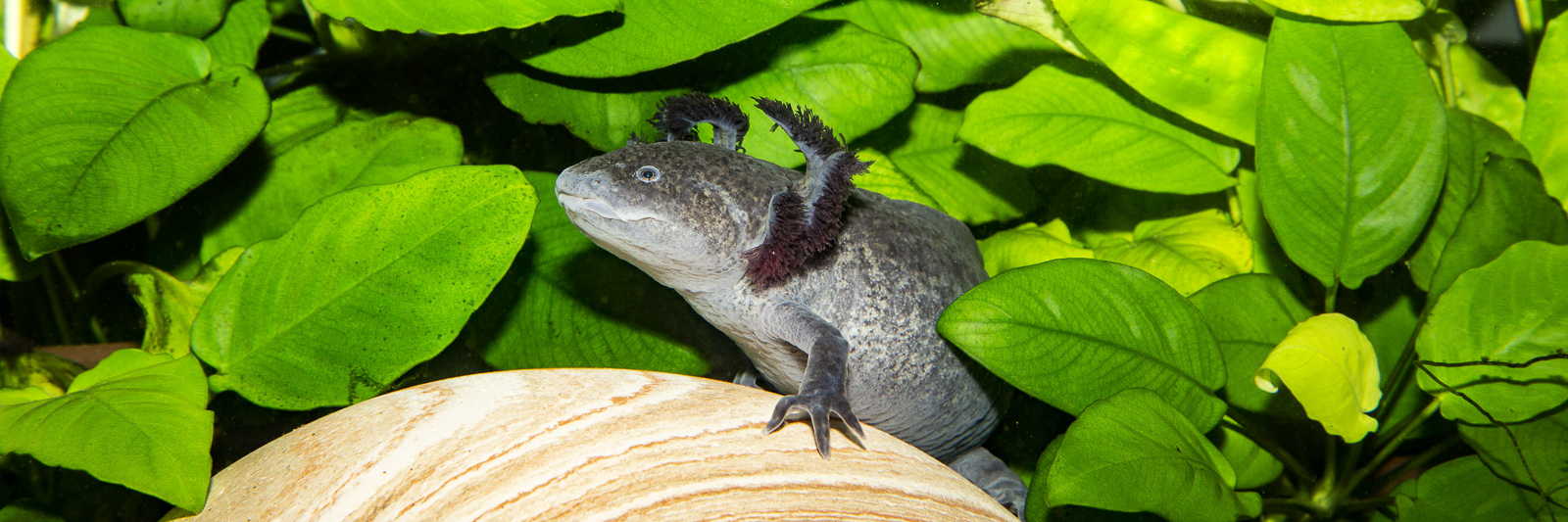 Ambystoma mexicanum