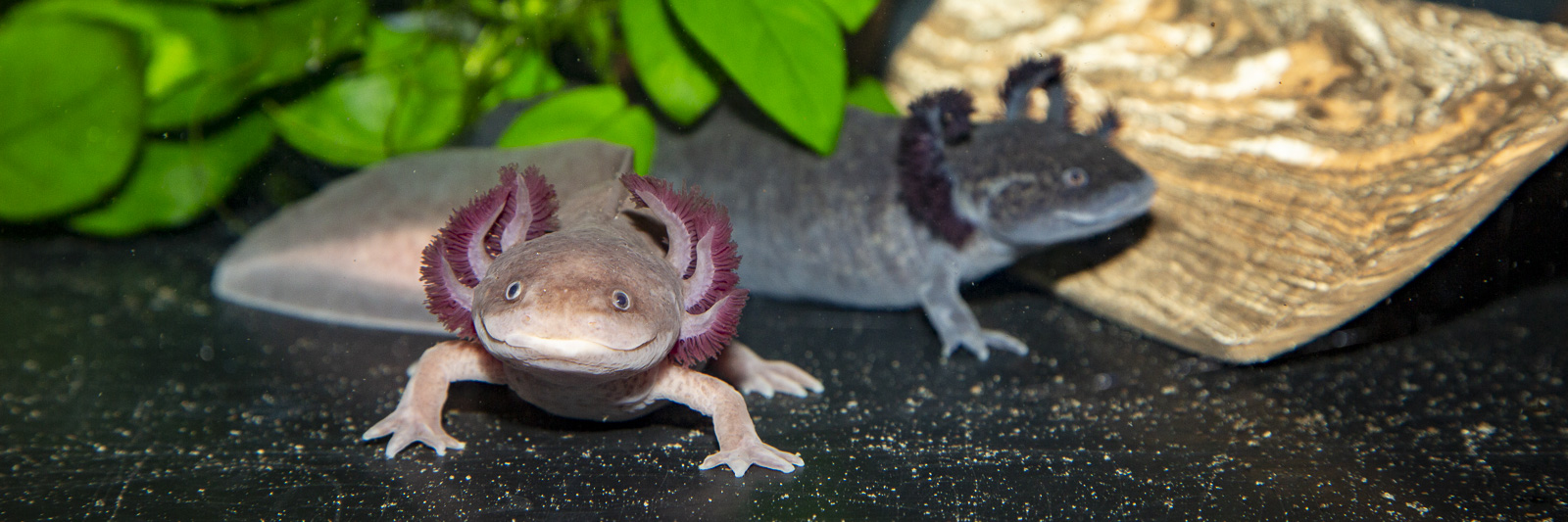 Ambystoma mexicanum