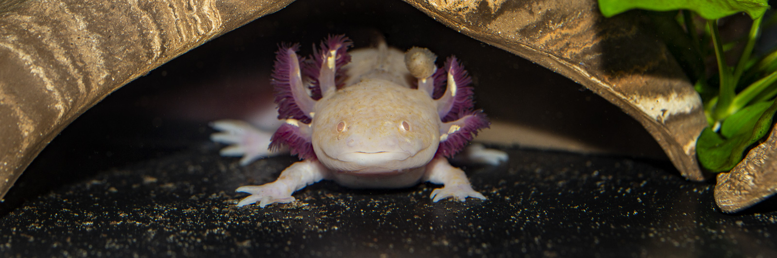 Ambystoma mexicanum