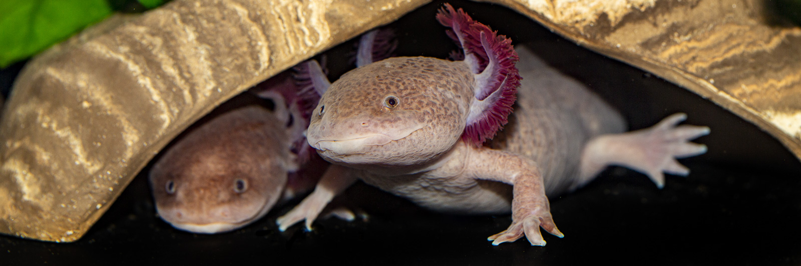 Ambystoma mexicanum