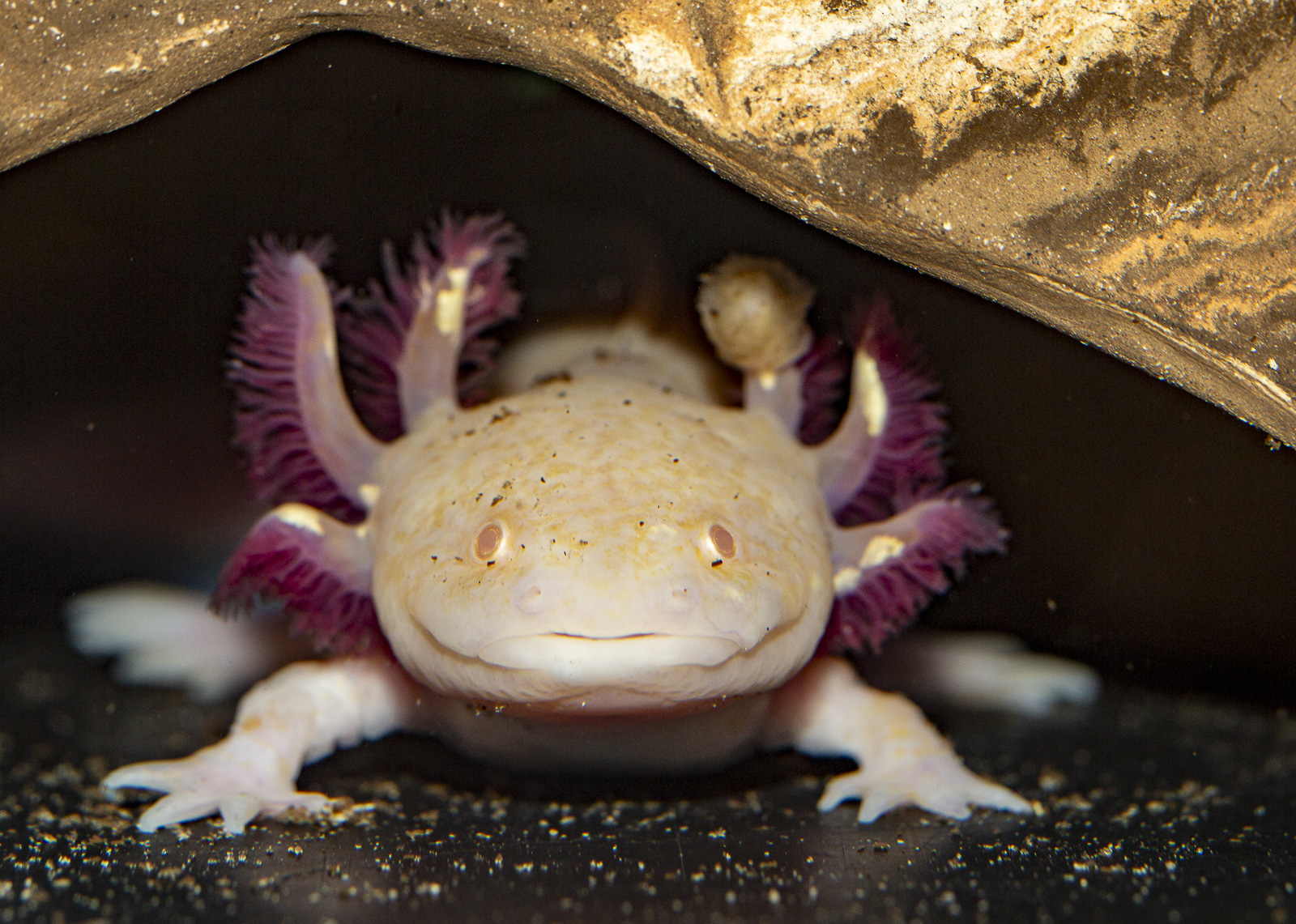 Axolotl (Ambystoma mexicanum)