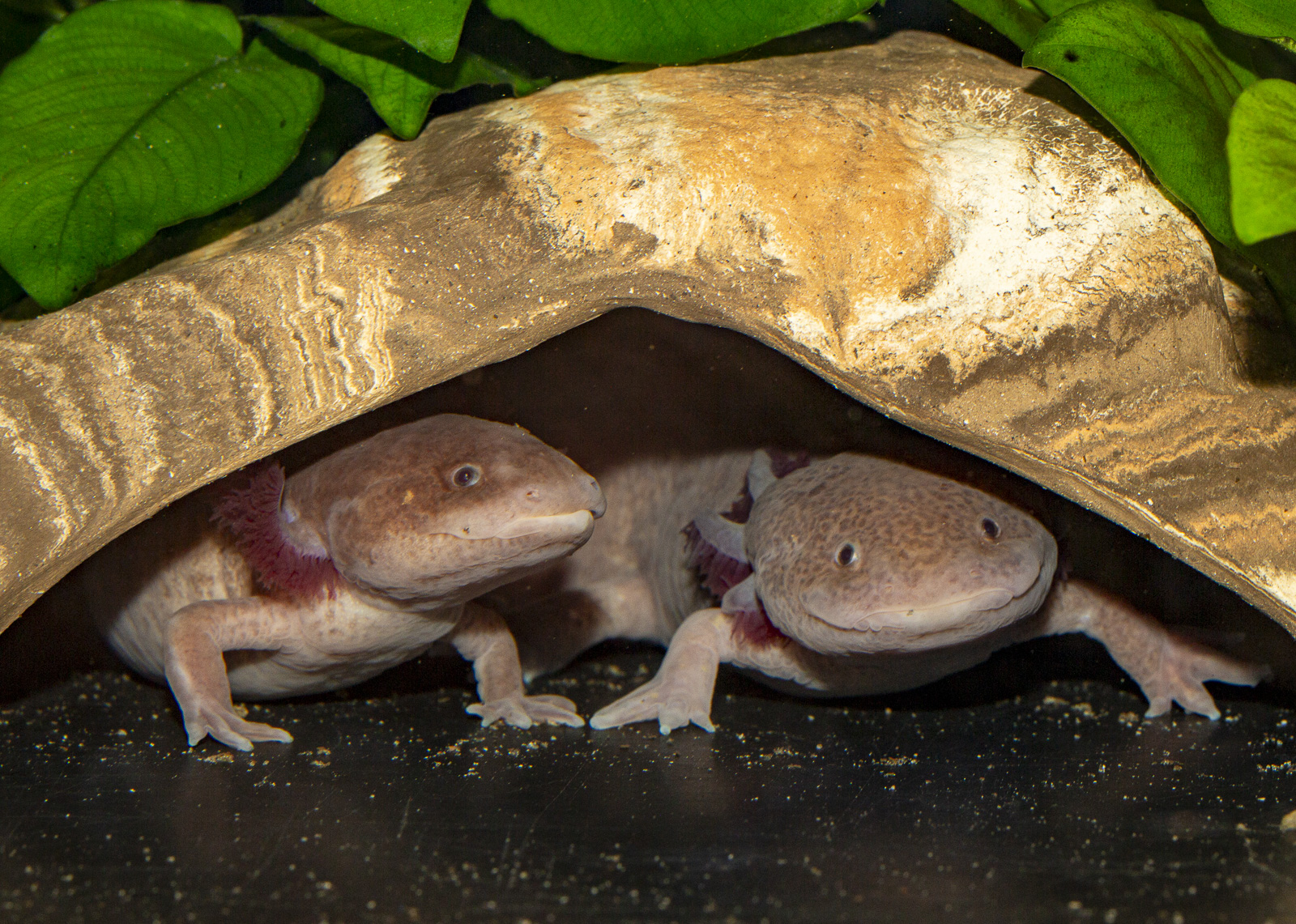 Axolotl caves & hiding places