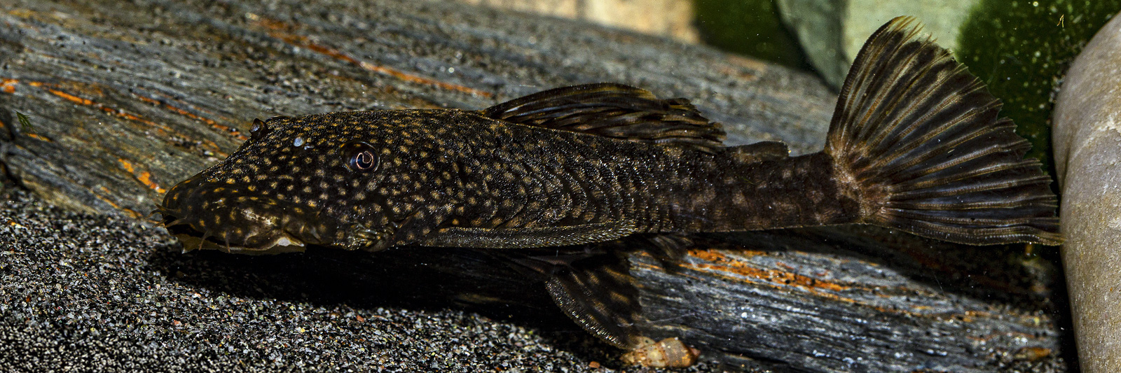 Ancistrus mullerae