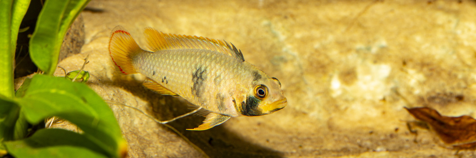 Apistogramma panduro