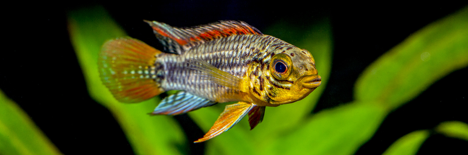 Apistogramma sp. "Vielfleck"