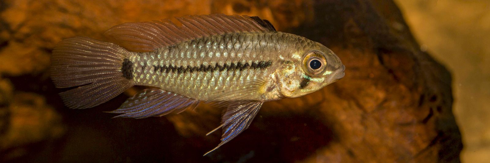 Apistogramma caetei