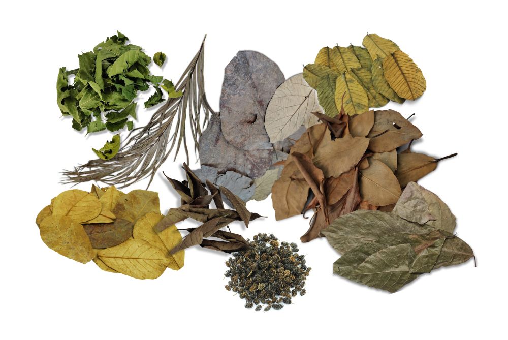leaves.jpg
