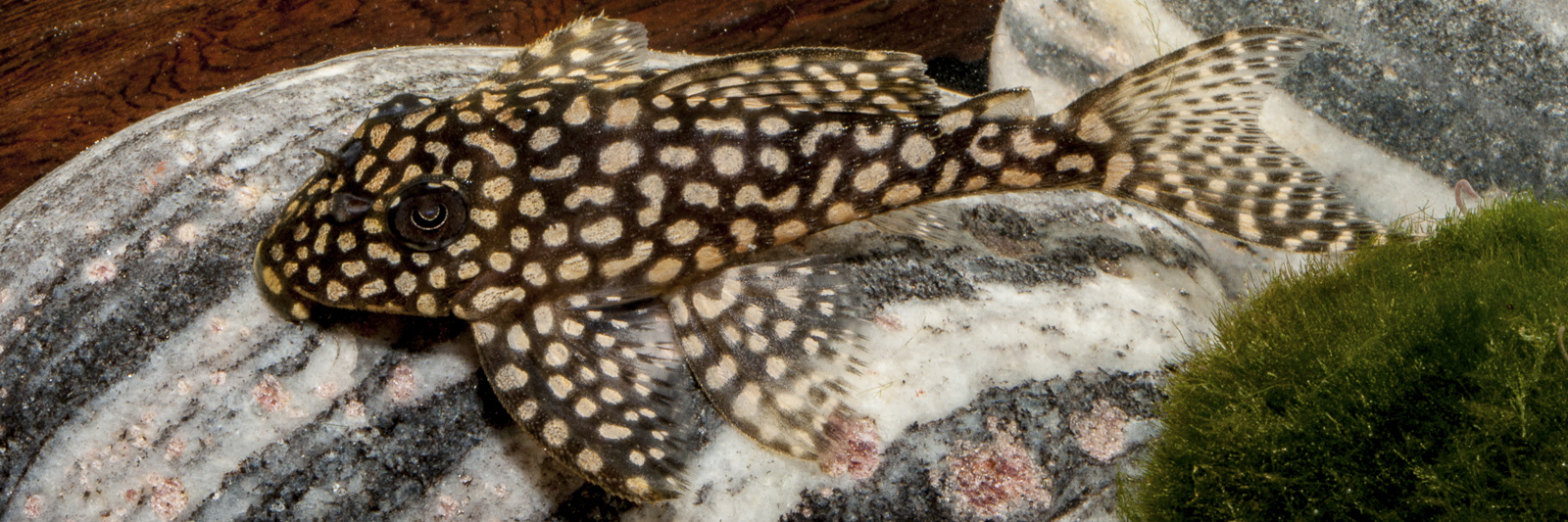 Hypancistrus sp. L 136c